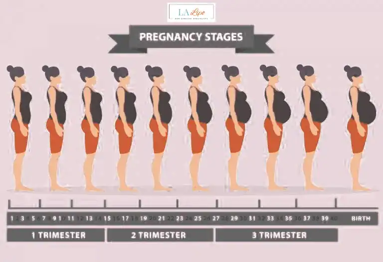 First Trimester (Weeks 1–12): Early Changes You Might Not Notice Hereford